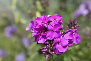 Phlox (P) 'Starfire' - P9 - image 2