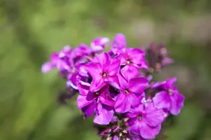 Phlox (P) 'Starfire' - P9 - image 3