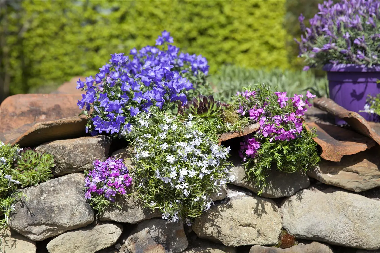 ピーターリック　Mid summer dream フロリダ Phlox (P) 'Sweet Summer Dream' - P9