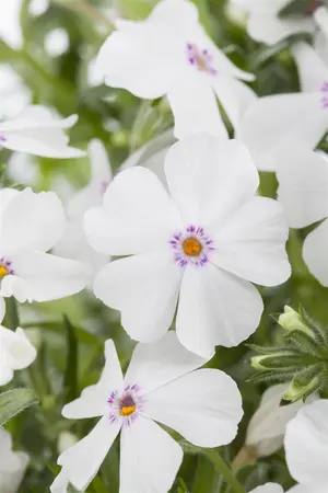 Phlox (P) 'Sweet Summer Snow' - P9 - image 3