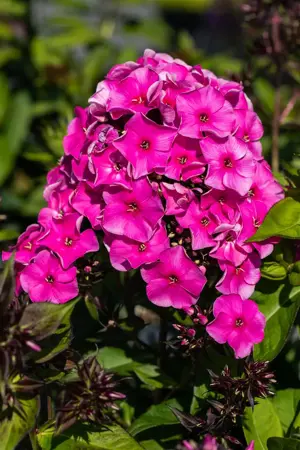 Phlox (P) 'Tenor' - 2 Ltr pot