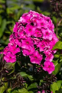 Phlox (P) 'Tenor'