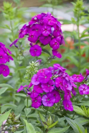 Phlox (P) 'The King' - P9 - image 2