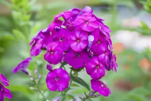 Phlox (P) 'The King'