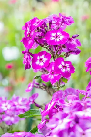 Phlox (P) 'Uspech' - P9 - image 4