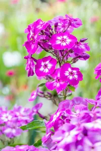Phlox (P) 'Uspech' - P9 - image 4