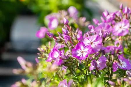 Phlox (P) 'Uspech' - P9 - image 2