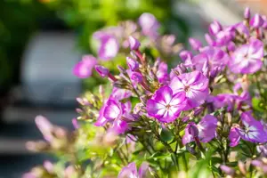 Phlox (P) 'Uspech' - P9 - image 2
