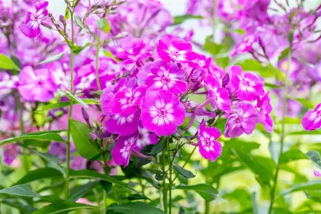 Phlox (P) 'Uspech' - P9 - image 3