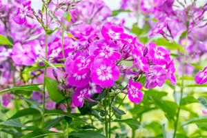 Phlox (P) 'Uspech' - P9 - image 3