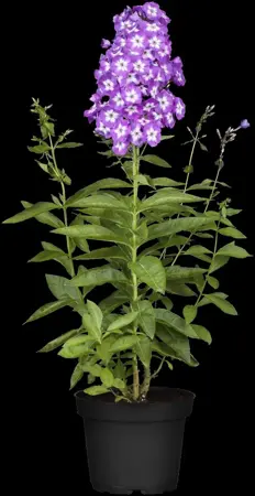 Phlox (P) 'Uspech' - P9 - image 1