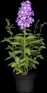 Phlox (P) 'Uspech'