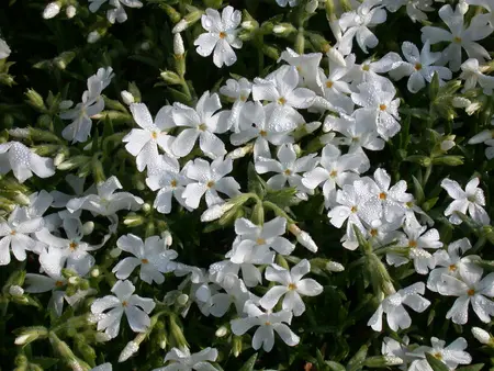 Phlox (P) 'White Admiral' - PLUG/CELGROWN 104 CEL TRAY