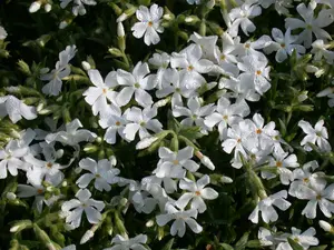 Phlox (P) 'White Admiral'