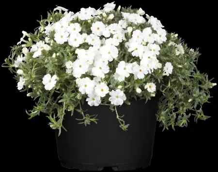 Phlox (P) 'White Admiral' - 2 Ltr pot - image 1