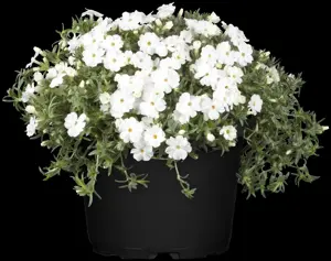 Phlox (P) 'White Admiral'