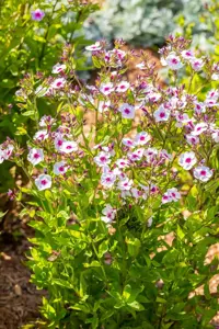 Phlox pan. 'Early? Blush Pop'  - P11 - image 2