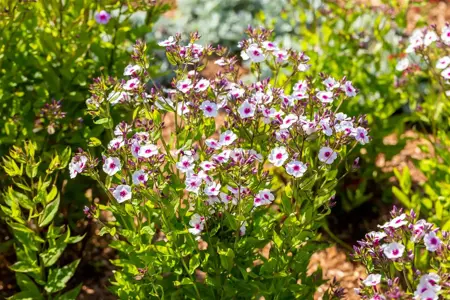 Phlox pan. 'Early? Blush Pop'  - P11 - image 1