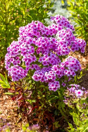 Phlox pan. 'Early Lavender Pop' - P11 - image 2