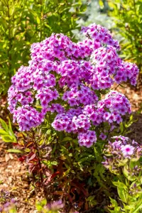 Phlox pan. 'Early Lavender Pop' - P11 - image 2