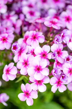 Phlox pan. 'Early Lavender Pop' - P11 - image 4