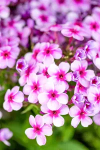 Phlox pan. 'Early Lavender Pop' - P11 - image 4