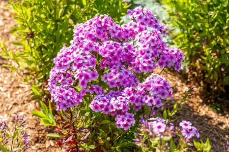 Phlox pan. 'Early Lavender Pop' - P11 - image 1