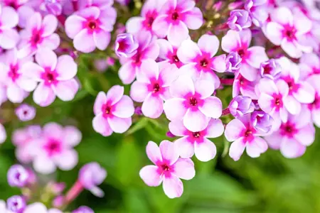 Phlox pan. 'Early Lavender Pop' - P11 - image 3