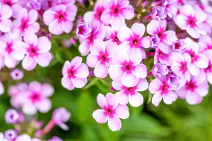 Phlox pan. 'Early Lavender Pop' - P11 - image 3