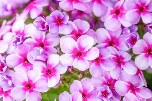 Phlox pan. 'Early Lavender Pop' - P11 - image 5