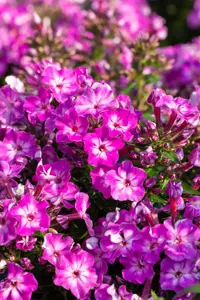 Phlox pan. 'Early Purple Eye' - P11 - image 2