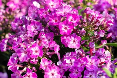 Phlox pan. 'Early Purple Eye' - P11 - image 1