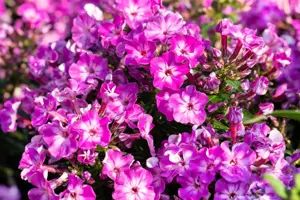 Phlox pan. 'Early Purple Eye' - P11 - image 5