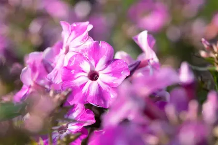 Phlox pan. 'Early Purple Eye' - P11 - image 3