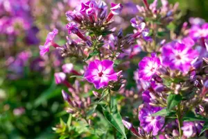 Phlox pan. 'Early Purple Eye' - P11 - image 4