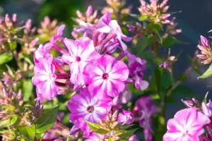 Phlox pan. 'Early Purple Eye' - P11 - image 5