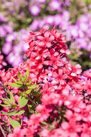 Phlox pan. 'Early Red' - 2 Ltr pot - image 2