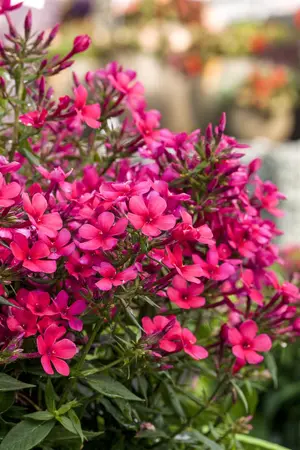 Phlox pan. 'Early Red' - 2 Ltr pot - image 4