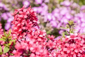 Phlox pan. 'Early Red'