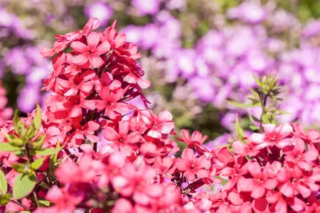 Phlox pan. 'Early Red' - 2 Ltr pot - image 1
