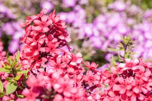 Phlox pan. 'Early Red' - 2 Ltr pot - image 5