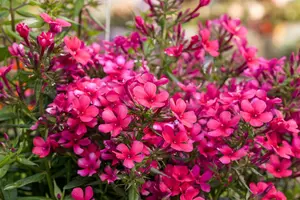 Phlox pan. 'Early Red' - 2 Ltr pot - image 3
