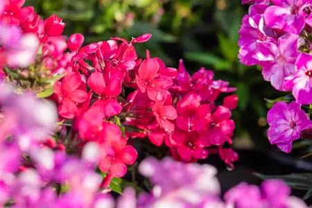 Phlox pan. 'Early Red' - 2 Ltr pot - image 5