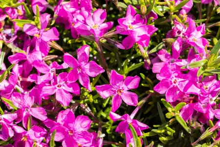 Phlox (S) 'Atropurpurea' - P9