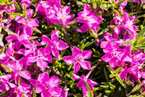 Phlox (S) 'Atropurpurea'