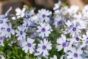 Phlox (S) 'Bavaria'