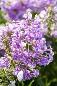 Phlox (S) 'Candy Stripes'