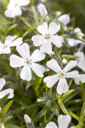 Phlox (S) 'Early Spring Lavender' - 2 Ltr pot - image 1