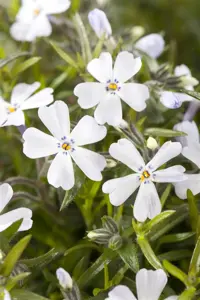 Phlox (S) 'Early Spring Lavender'