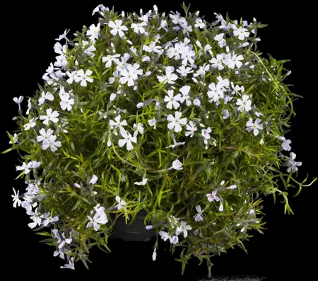 Phlox (S) 'Early Spring Lavender' - 2 Ltr pot - image 2